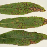 Síntomas de sarna en hojas de duraznero.
