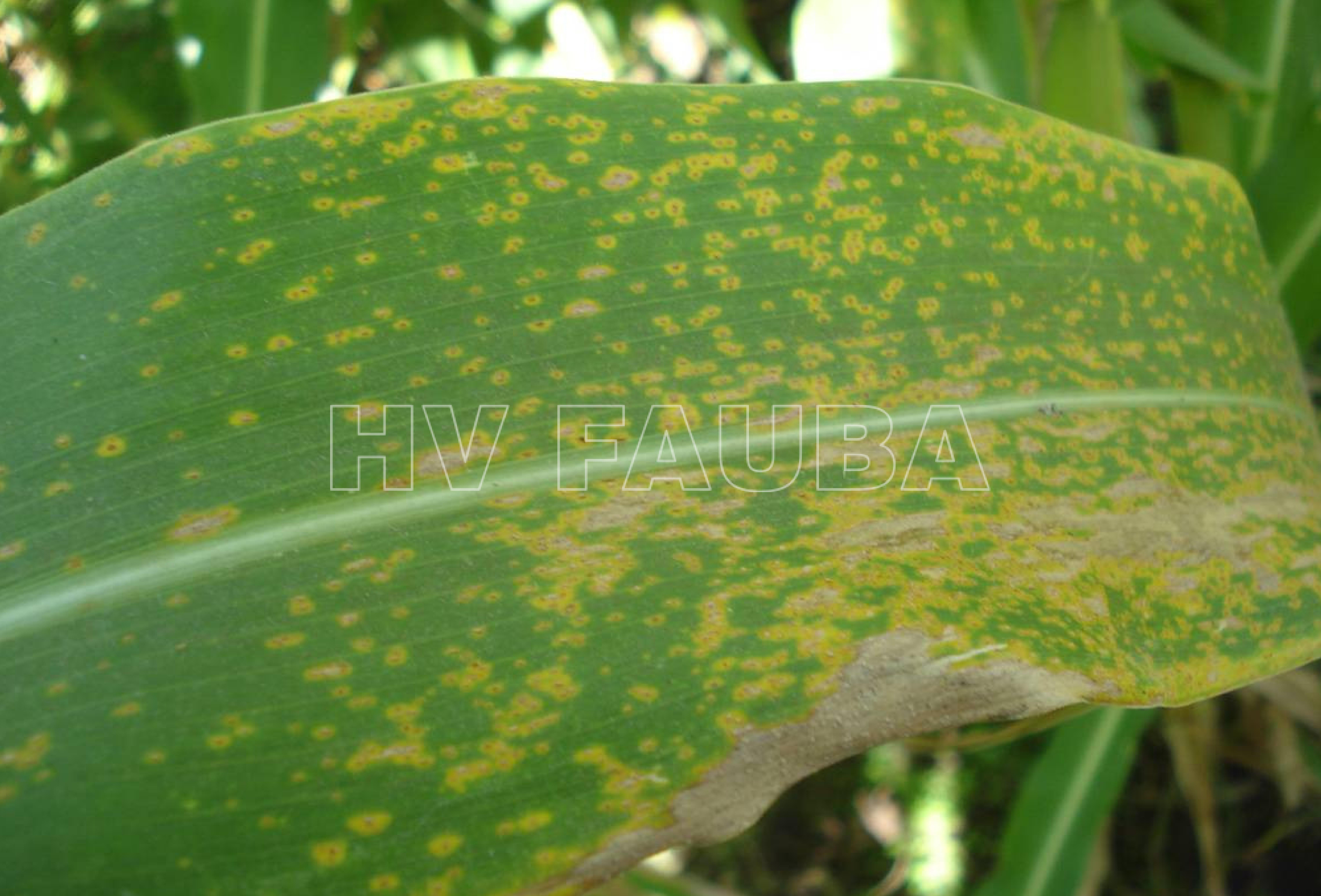 Ataque severo de Puccinia polysora con áreas necrosadas en maíces tropicales. ©2010. INTA-EEA Paraná. Autor: Norma Formento