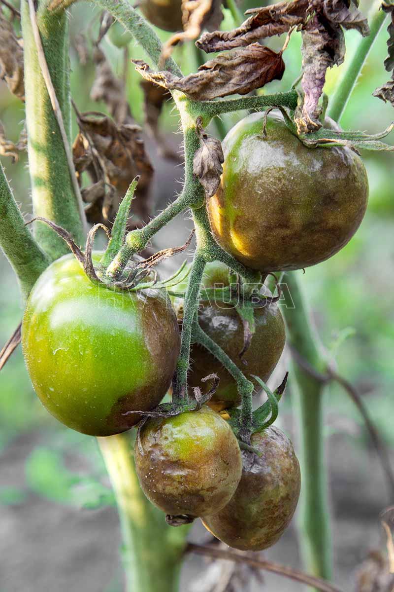 Severe-Late-Blight-Infection-on-Tomatoes