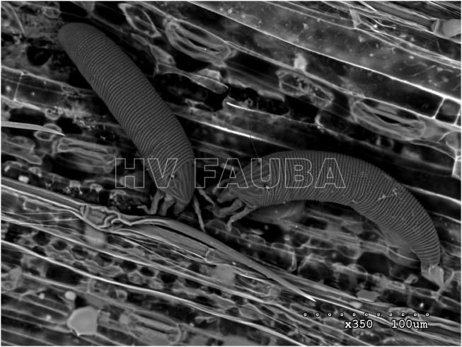 Imagen de microscopía electrónica de barrido (SEM) de muestras de ácaro del trigo (Aceria tosichella) en una hoja de trigo. Autor: Skoracka et al., 2018