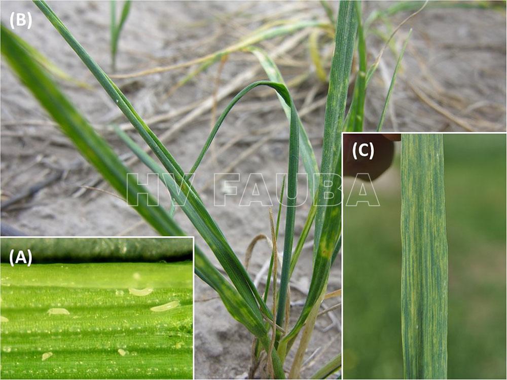 Síntomas del ácaro del trigo (Aceria tosichella) y el WSMV. (A) especímenes del ácaro en una hoja de trigo; (B) síntomas (rizos de las hojas) causados por el ácaro; y (C) síntomas de WSMV en hoja de trigo. Autor: Skoracka et al., 2018