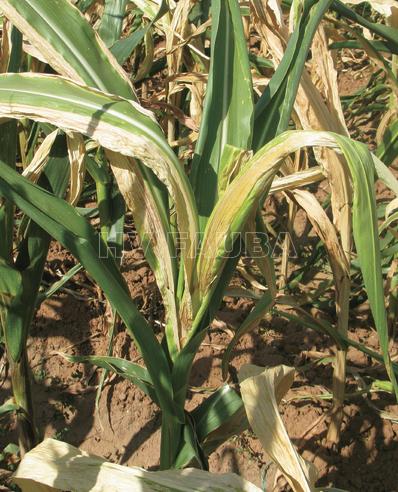 Plantas de maíz infectadas en el campo que muestran síntomas foliares cloróticos y necróticos. Autor: Xie et al., 2010