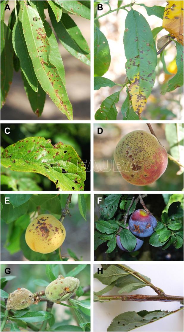 Los síntomas de Xanthomonas arboricola pv. pruni sobre Prunus spp. (A) Manchas foliares agrupadas en hojas de almendro. (B) Manchas en las hojas de duraznero, seguidas de coloración amarillenta y parda. (C) Aspecto perforado en hoja de ciruela. Lesiones características en frutos de duraznero, (D) damasco (E) y ciruela (F). (G) Lesiones iniciales de nuez de almendra hundidas y corchosas (derecha), y últimas lesiones elevadas en el mesocarpio deshidratado (izquierda). (H) Cancro de rama característico en ciruela. Fotografías de M. A. Cambra. Autor: Garita-Cambronero et al., 2018.