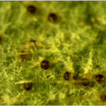 Los cleistotecios son las estructuras de supervivencia del patógeno. Están firmemente incrustados en micelio en la superficie de la hoja. Autor: David Gadoury, Cornell University
