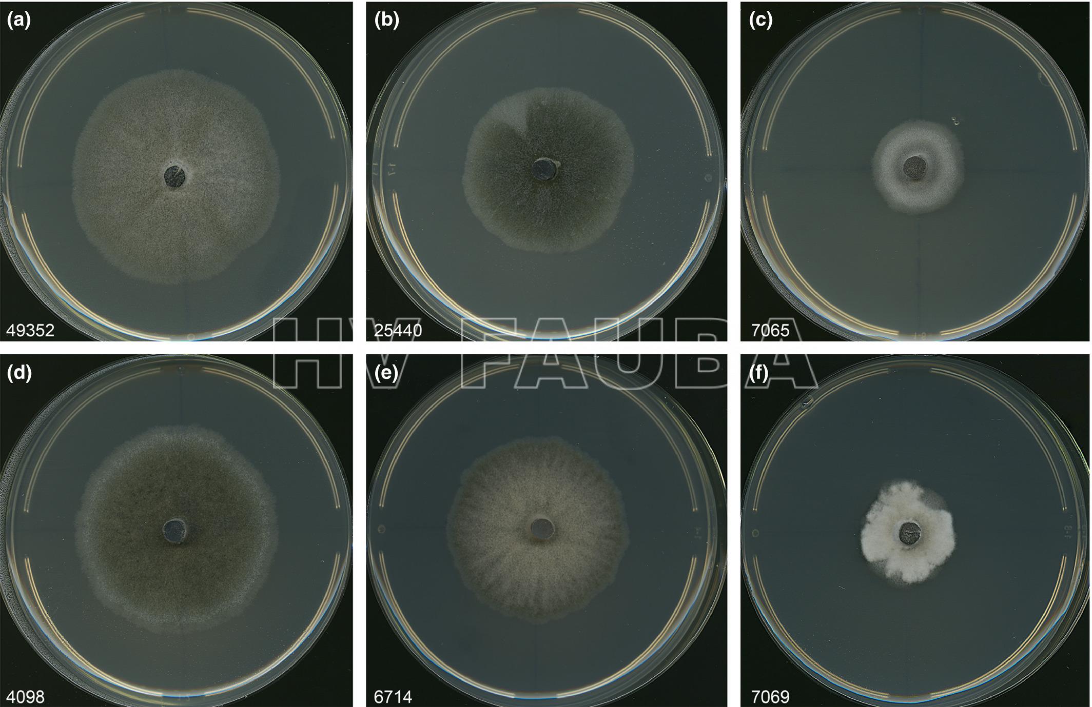 Variaciones morfológicas dentro de la especie Berkeleyomyces basicola. Los aislamientos se cultivaron durante 10 días a 25 °C. Autor: Nel et al.,  2018.
