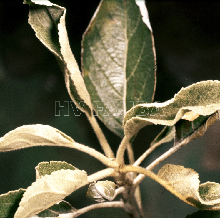 Torsión de las hojas del manzano por Podosphaera leucotricha. Autor: Clemson University - USDA Cooperative Extension Slide Series, Bugwood.org