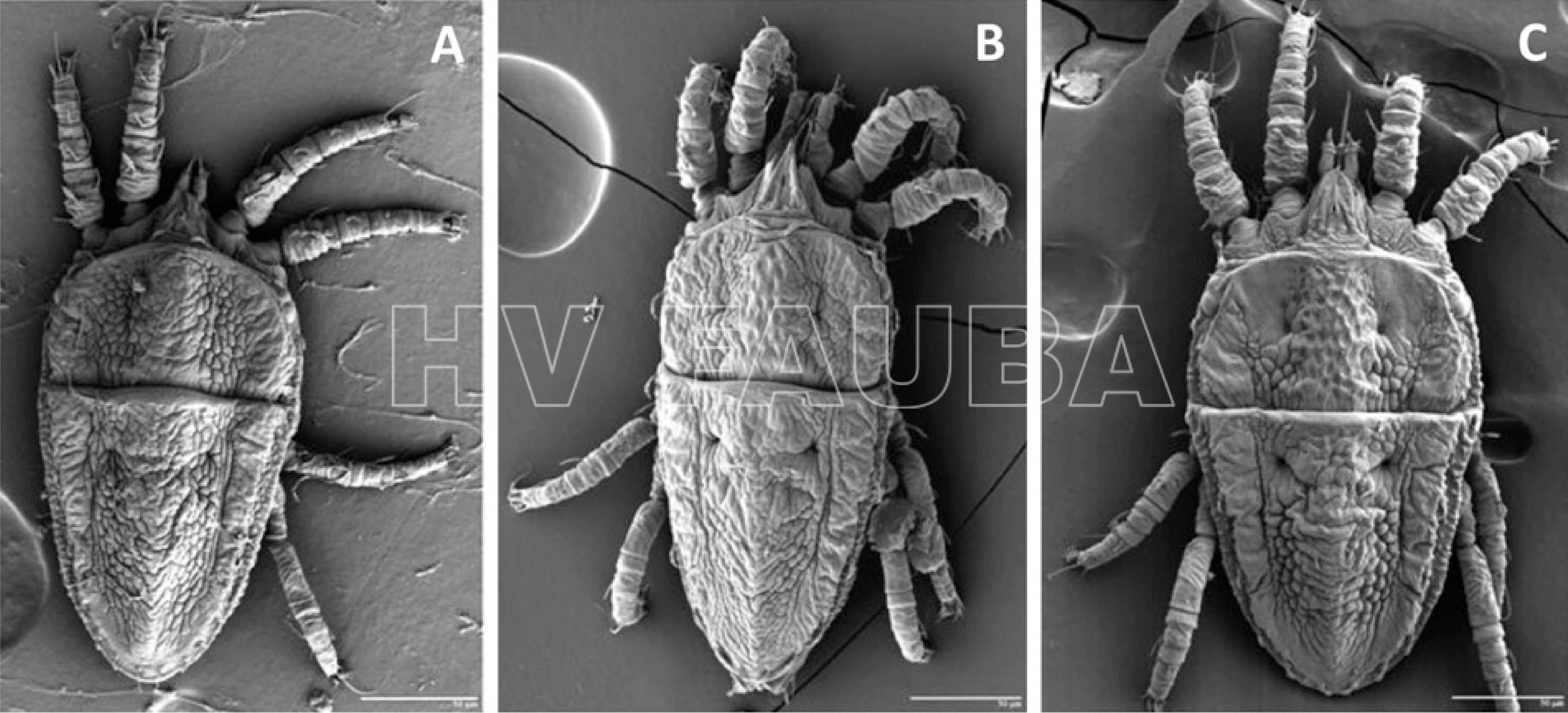 Identificación morfológica de especies de Brevipalpus asociadas con Citrus leprosis virus C (CiLV-C) y CiLV-N mediante microscopía electrónica de barrido a baja temperatura. Imágenes de (A) B. californicus sensu lato (s.l.), (B) B. yothersi, (C) B. phoenicis sensu estricto (s.s.). Autor: Roy et al., 2015