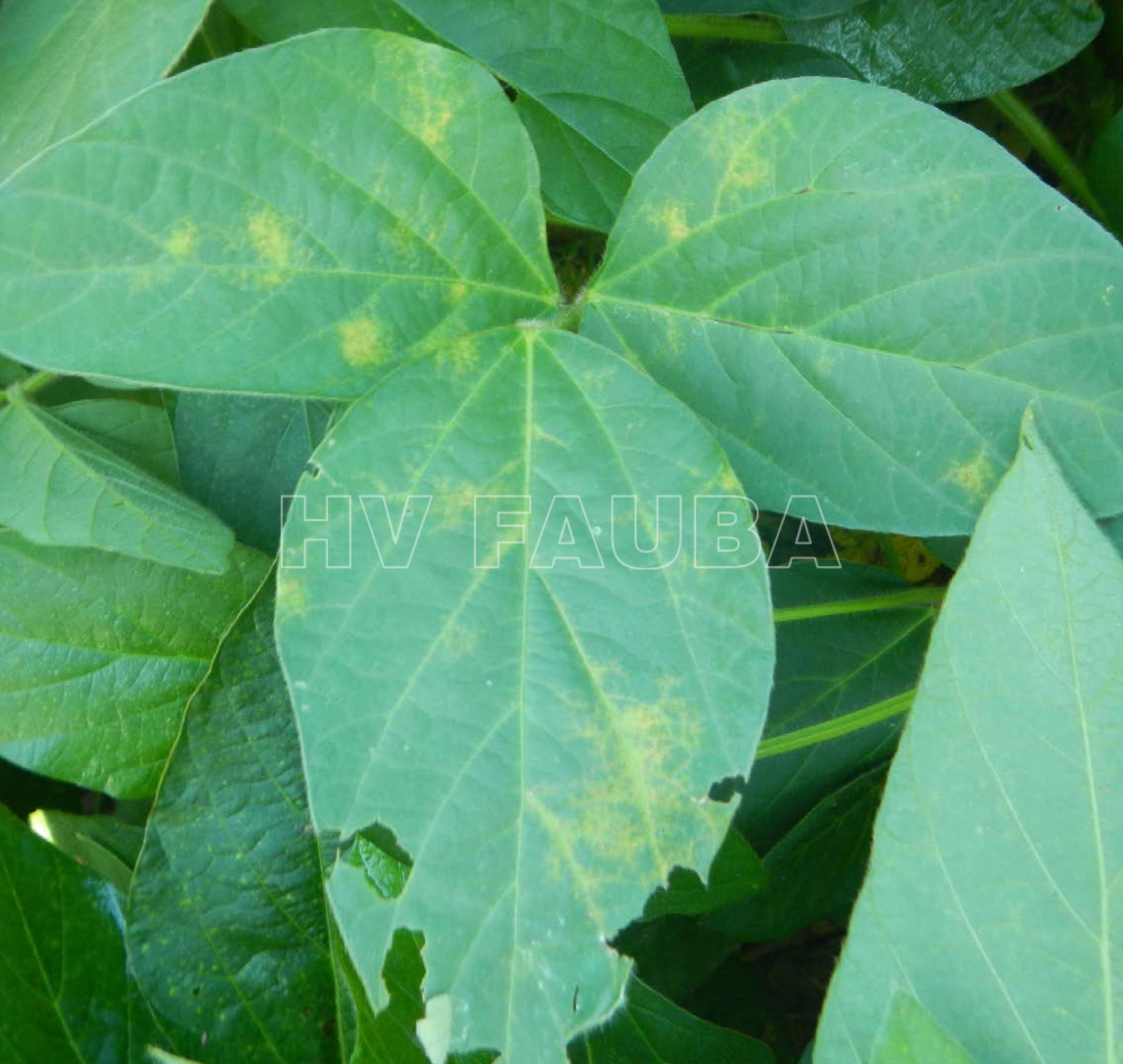 Los primeros síntomas de SVNV incluyen tejido amarillento alrededor de las venas de las hojas. Autor: Bloomingdale et al., 2014 - Crop Protection Network