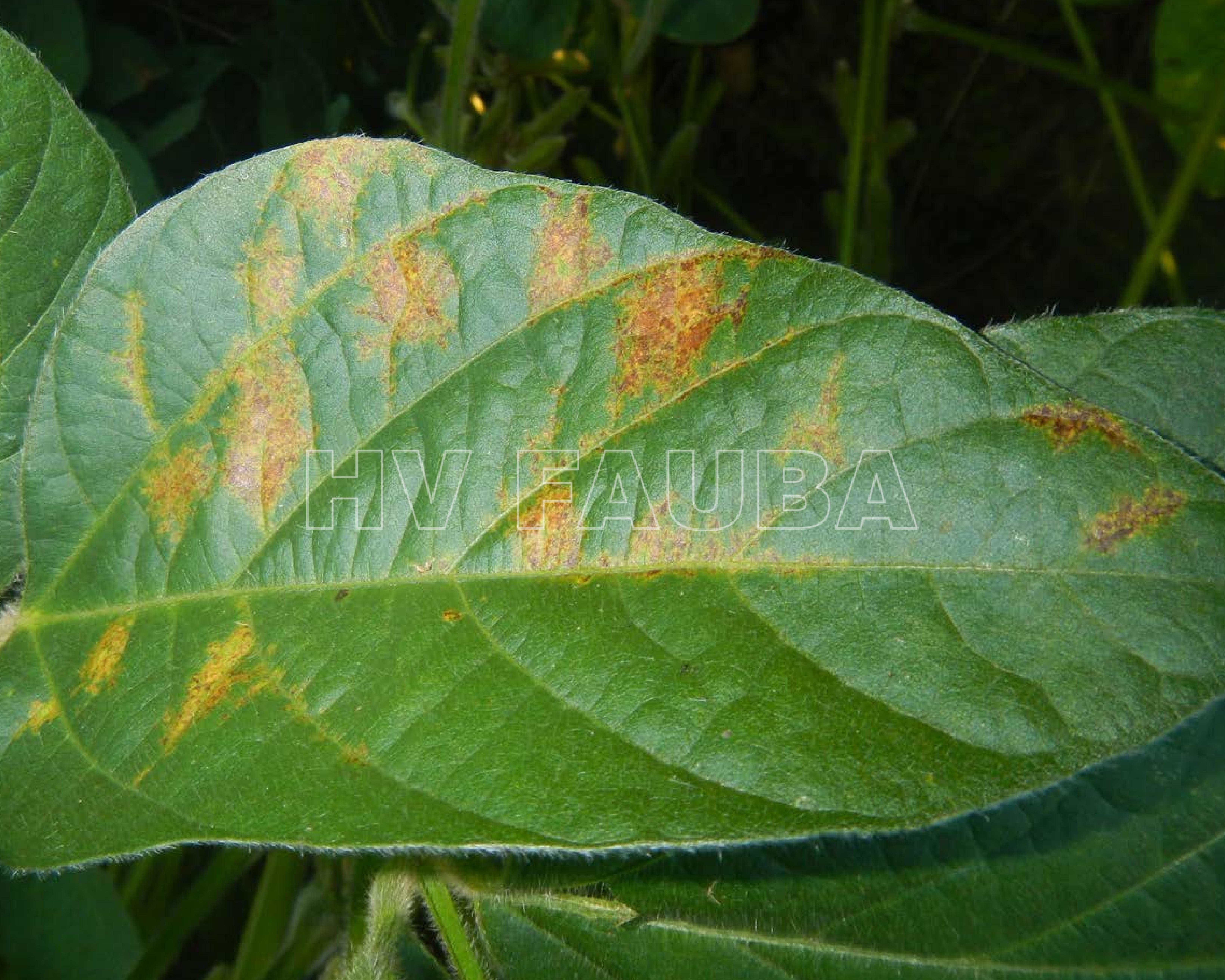 Lesiones de SVNV con márgenes amarillos que se extienden desde las venas de las hojas. Autor: Bloomingdale et al., 2014 - Crop Protection Network