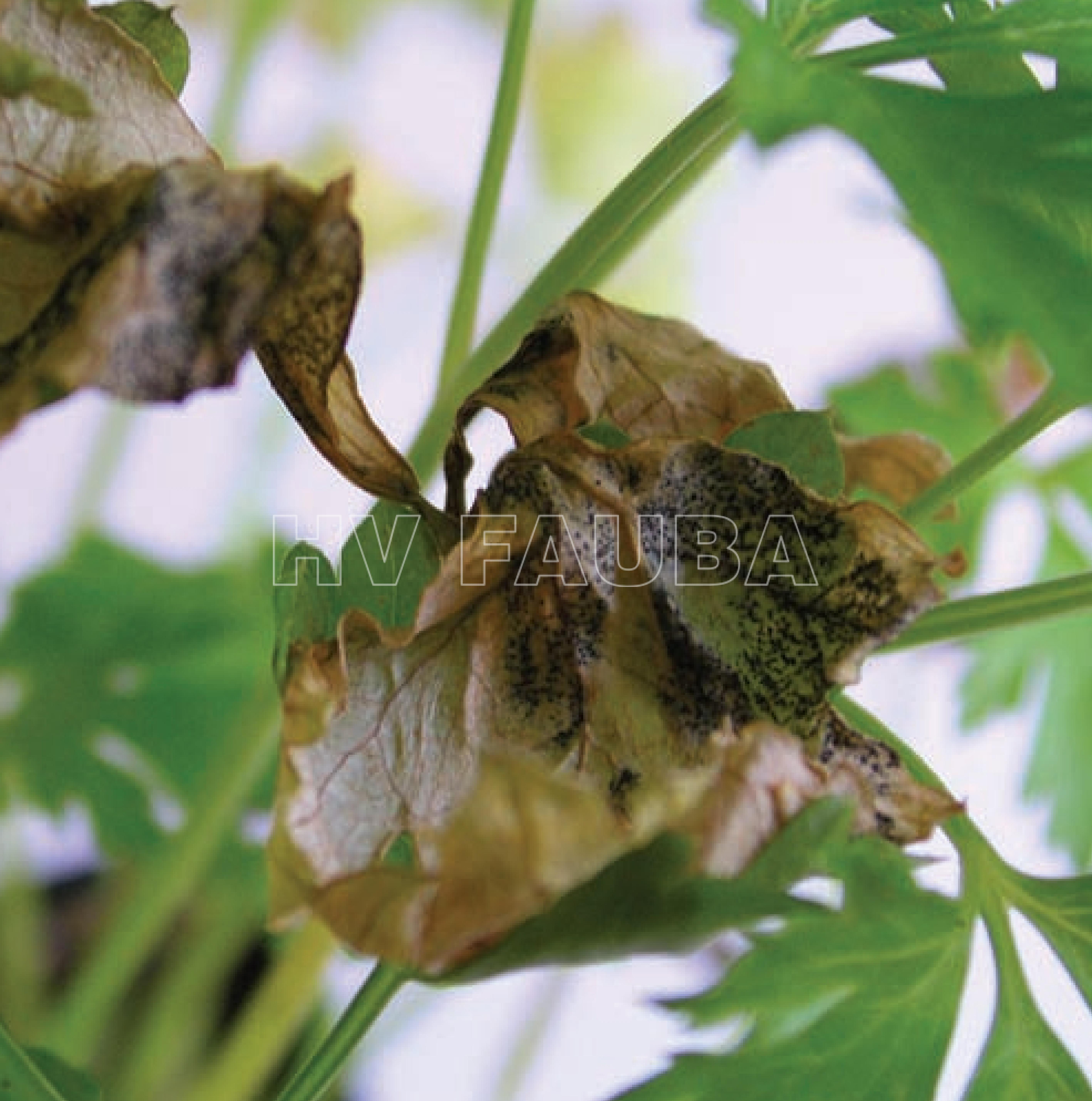 Los picnidios negros  de Septoria petroselini permanecen presentes en el tejido muerto de las hojas de perejil. Autor: Kim Green,  Steve Roberts