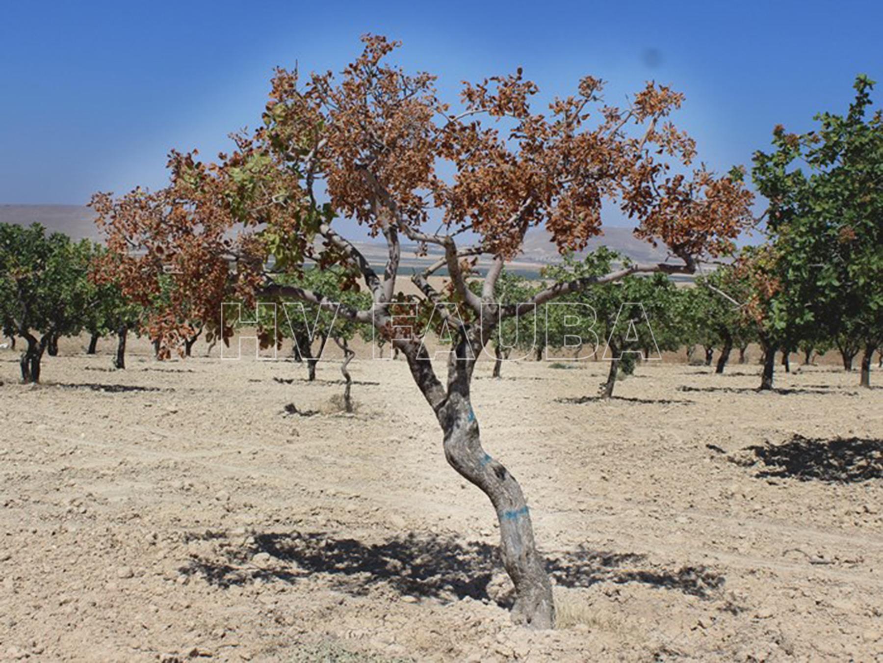 Síntomas en árbol de pistachio en Turquía. Autor: Guldur et al., 2018.