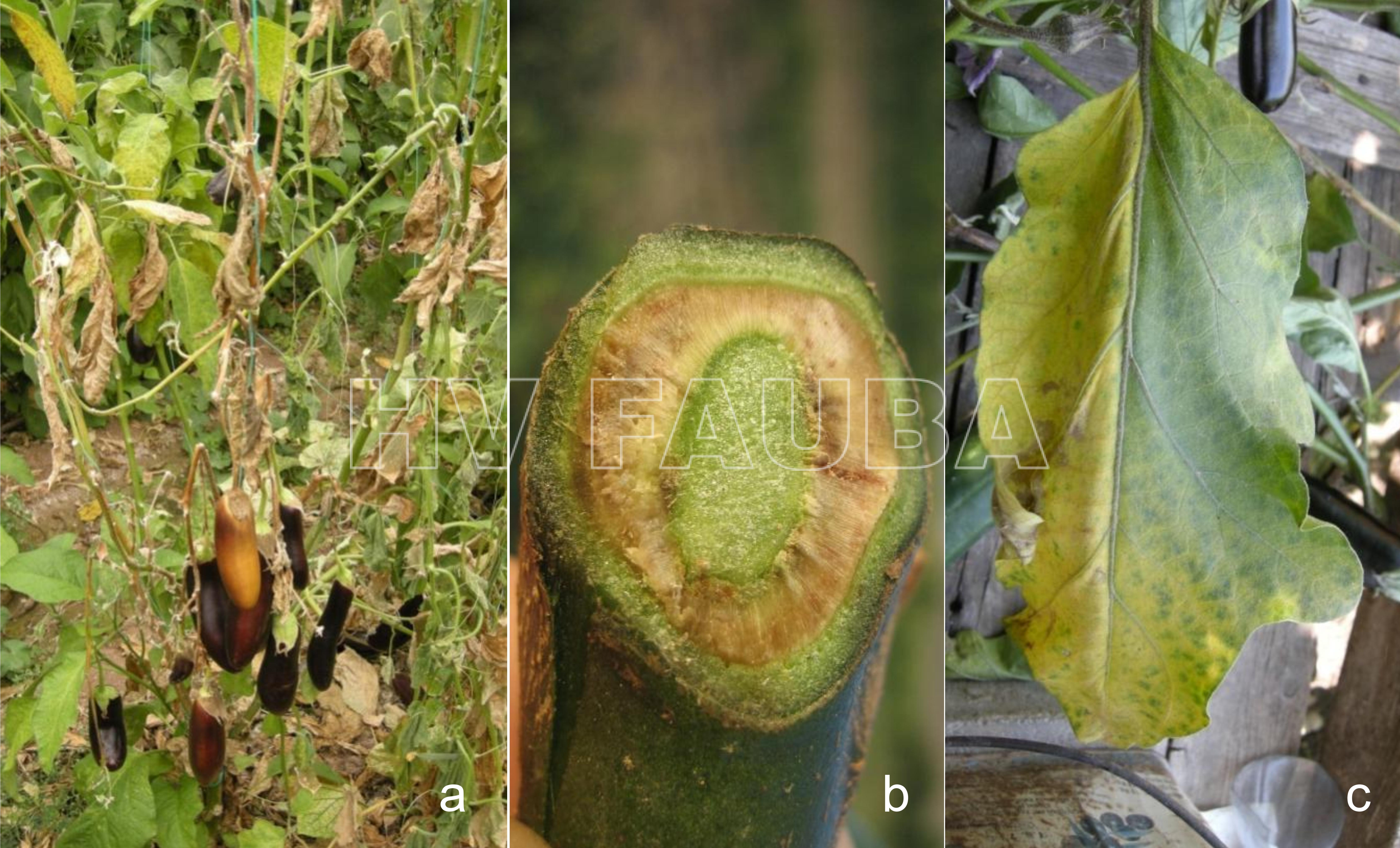 Síntomas del marchitamiento de la berenjena por Fusarium. Síntomas en: (a) la planta, (b) haces vasculares y (c)
hojas. Autor: Yildiz et al 2012