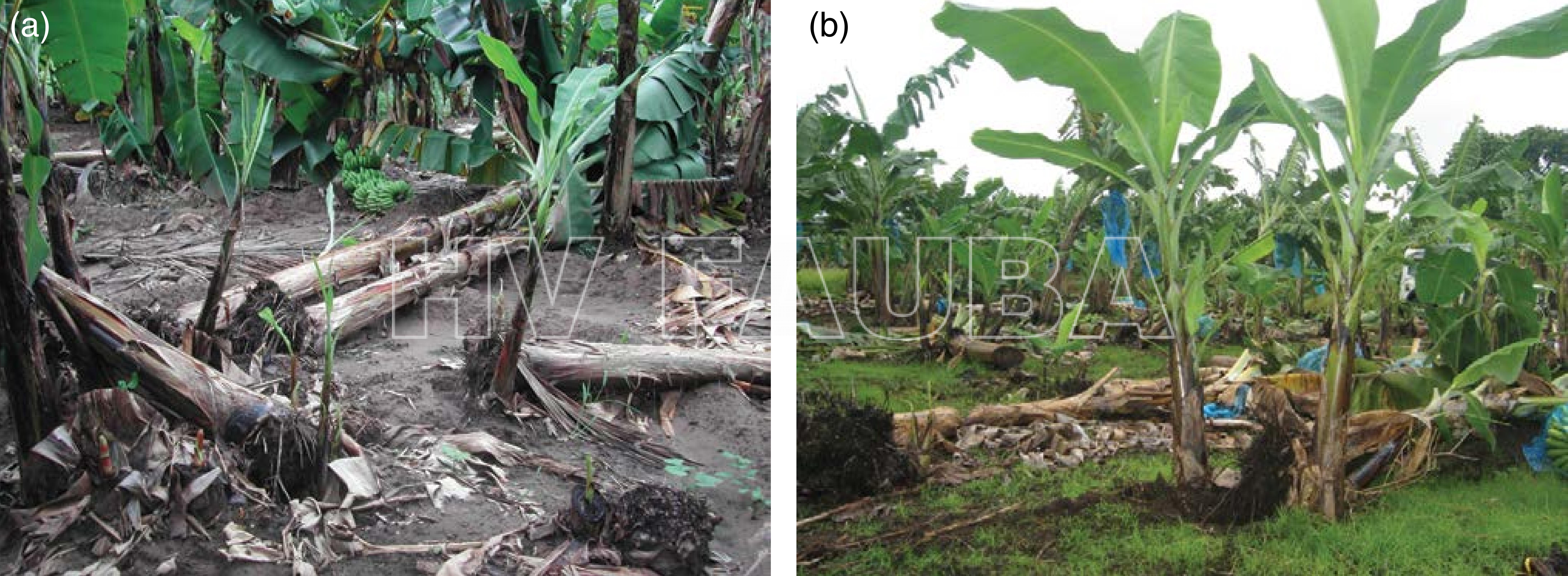 Plátanos caídos debido a la infección por nematodos y anclaje reducido del sistema de raíces del banano debido a Radopholus similis en Kenia (a) y en Martinica (b). Autor: D. Coyne y P. Quénéhervé, publicado en Sikora et al. 2018